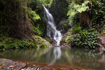 Gondwana Rainforest