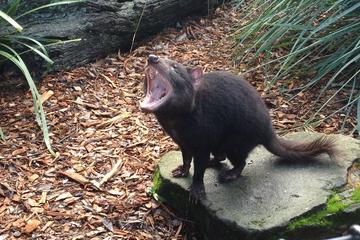 Bonorong Wildlife Sanctuary