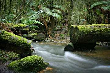 Mount Field National Park