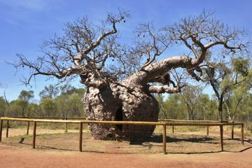 Boab Prison Tree