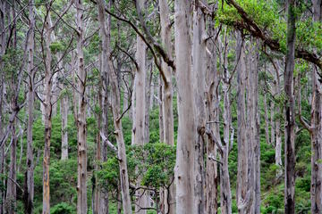 Boranup Karri Forest