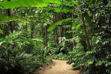 Cairns Botanical Gardens