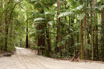 Central Station Rainforest