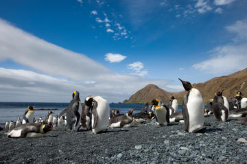 Macquarie Island