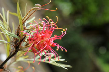 Olive Pink Botanic Gardens