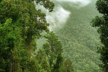 O’Reilly’s Tree Top Walk