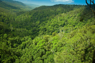 Tamborine Rainforest Skywalk