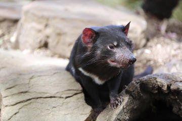 Taranna Wildlife Park (Tasmanian Devil Conservation Park)