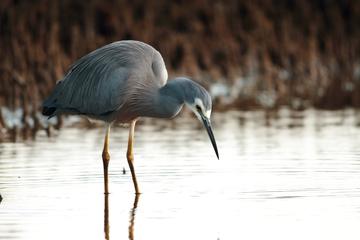 Tinchi Tamba Wetlands