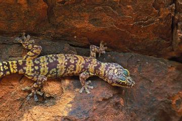 Watarrka National Park