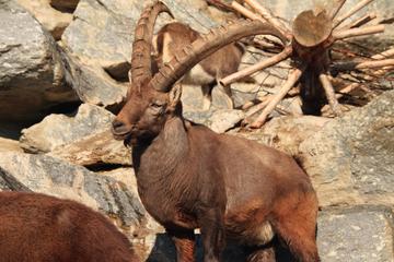 Alpenzoo Innsbruck