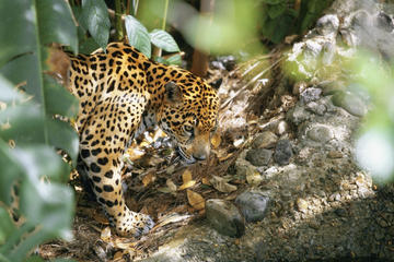 Belize Zoo