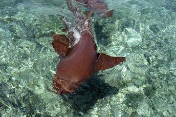 Hol Chan Marine Reserve