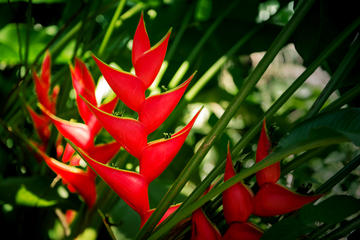 Belize Botanic Gardens