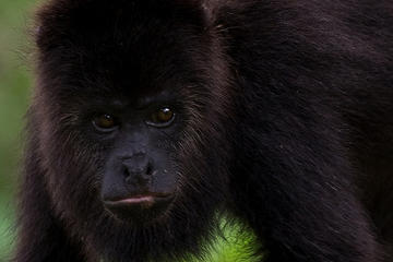 Community Baboon Sanctuary