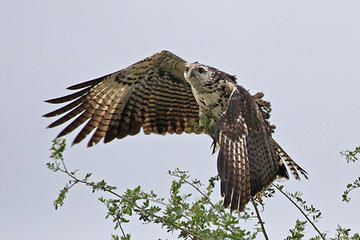 Crooked Tree Wildlife Sanctuary