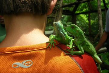 Green Iguana Conservation Project