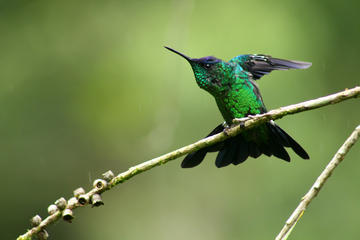 Atlantic Forest (Mata Atlântica)