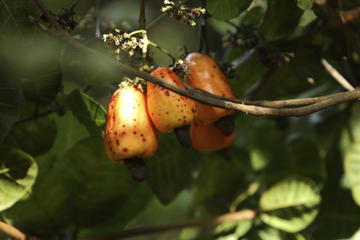 Pirangi Cashew Tree (Cajueiro de Pirangi)