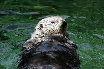 Vancouver Aquarium Marine Science Centre