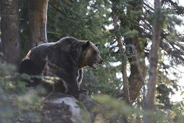 Grouse Mountain Refuge for Endangered Wildlife