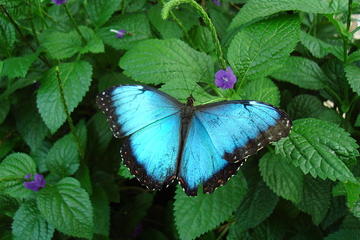 Niagara Parks Butterfly Conservatory