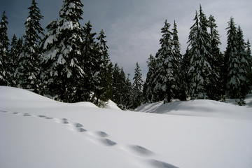 Cypress Mountain