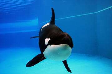 Marineland