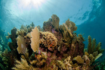 Cheeseburger Reef