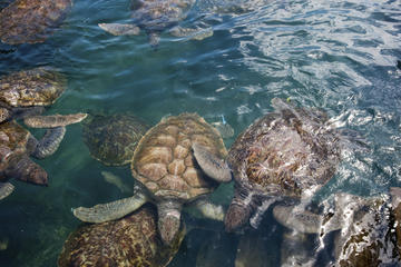 Boatswain's Beach & Cayman Turtle Farm