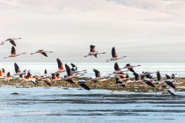 Los Flamencos National Reserve (Reserva Nacional Los Flamencos)