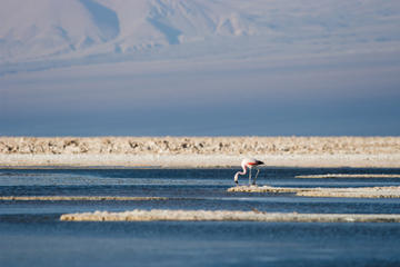 Atacama Salt Lake