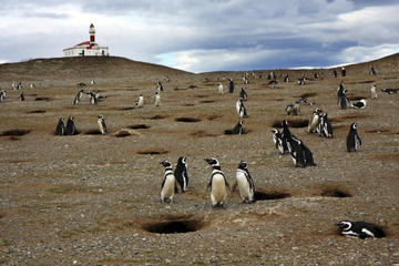 Magdalena Island