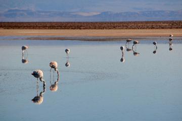 Chaxa Lagoon