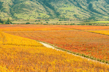 Colchagua Valley