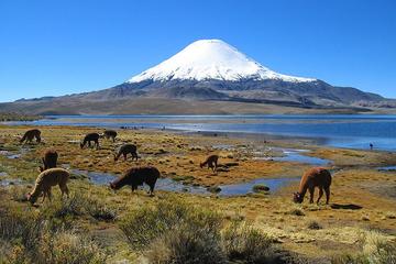 Parque Nacional Lauca