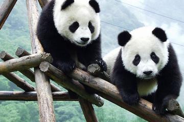 Chengdu Research Base of Giant Panda Breeding