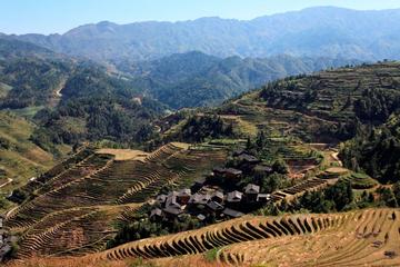 Longji Rice Terraces