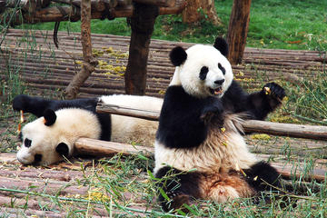 Dujiangyan Panda Base