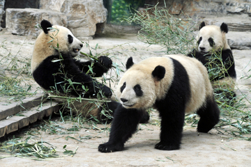 Shanghai Zoo (Shanghai Dongwu Yuan)