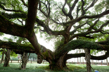 Big Banyan Tree