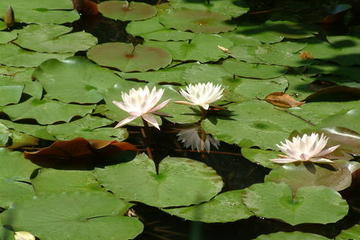 Hangzhou Botanical Garden