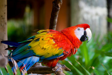 Carara National Park (Parque Nacional Carara)