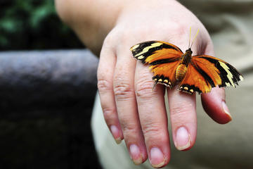 Monteverde Butterfly Gardens