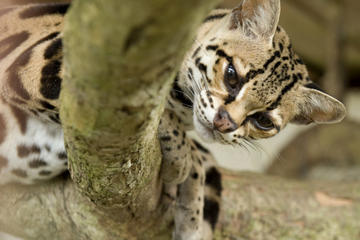 Las Pumas Rescue Center