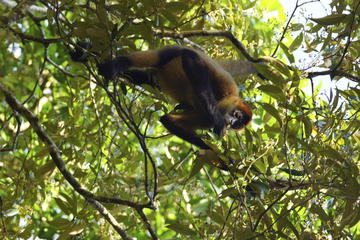 Caño Negro Wildlife Refuge