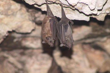 Hato Caves