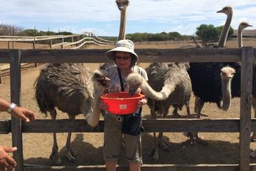 Curacao Ostrich Farm