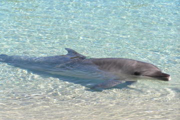 Curacao Dolphin Academy