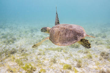 Curacao Sea Aquarium